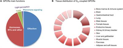 Gi/o-Protein Coupled Receptors in the Aging Brain
